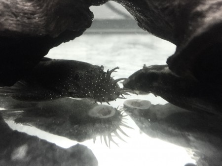 Ancistrus Rio Tapajos koppel